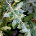 Cirsium arvense Leaf