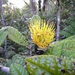 Pleurocalyptus pancheri Flor