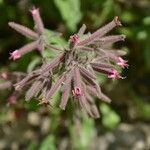 Saponaria glutinosa Flower