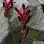 Fumaria macrosepala 花