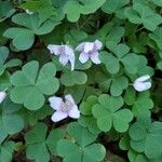 Oxalis montana Květ