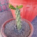 Austrocylindropuntia cylindrica Leht