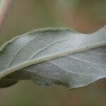 Salix repens Blatt