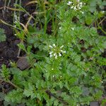 Cardamine oligosperma Агульны выгляд