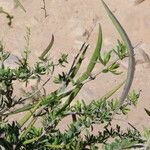 Periploca angustifolia Sonstige