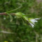 Cerastium fontanum Bark