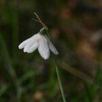 Acis rosea Flower