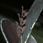 Acianthera pubescens Flower