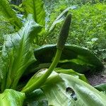 Lysichiton americanus Flower