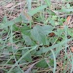 Acalypha phleoides Costuma