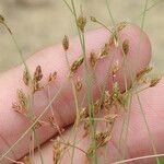 Fimbristylis autumnalis Fruit