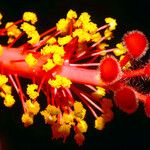 Hibiscus rosa-sinensis Flower