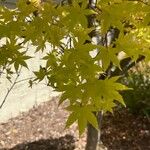 Acer palmatum Leaf