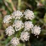 Oenanthe lachenalii Flors