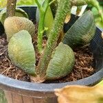 Castanospermum australe Други