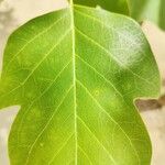 Liriodendron chinensis Hoja