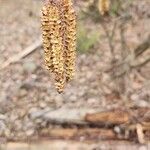 Alnus serrulata Fruct