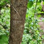 Commiphora kataf Fruit