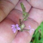 Cuphea ericoides Blomst