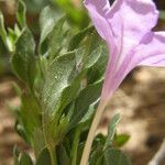 Ruellia parryi Flower