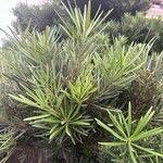 Podocarpus macrophyllus 叶