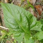 Chromolaena odorata Blatt