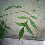 Solanum seaforthianum 葉