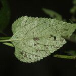 Priva lappulacea 叶