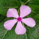 Catharanthus roseus Kvet