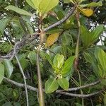 Rhizophora samoensis عادت داشتن