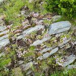 Sedum anglicum موطن