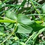 Veronica anagallis-aquatica Leaf