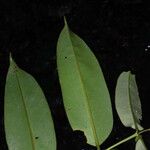 Qualea rosea Hoja