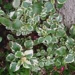 Coleus madagascariensis Leaf