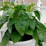 Solanum muricatum Folha