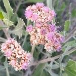 Tessaria absinthioides Flor