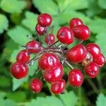 Actaea rubra 果實