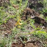 Crotalaria brevidens Hoja