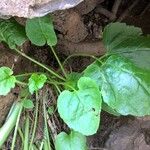 Viola × melissifolia Leaf