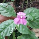 Impatiens firmula Flor