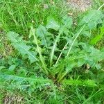 Taraxacum officinaleLehti