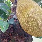 Artocarpus heterophyllusফল