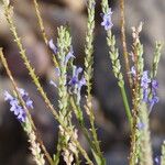 Lavandula coronopifolia Other