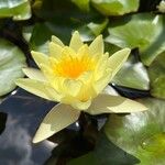 Nymphaea mexicana Floare