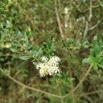 Bursaria spinosa Blomma