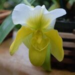 Paphiopedilum barbigerum