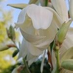Yucca filamentosa Flower