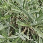 Aurinia saxatilis List