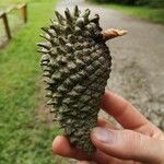 Pinus attenuata Fruit