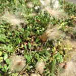 Dryas drummondii Frukt